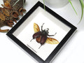 Eupatorus birmanicus