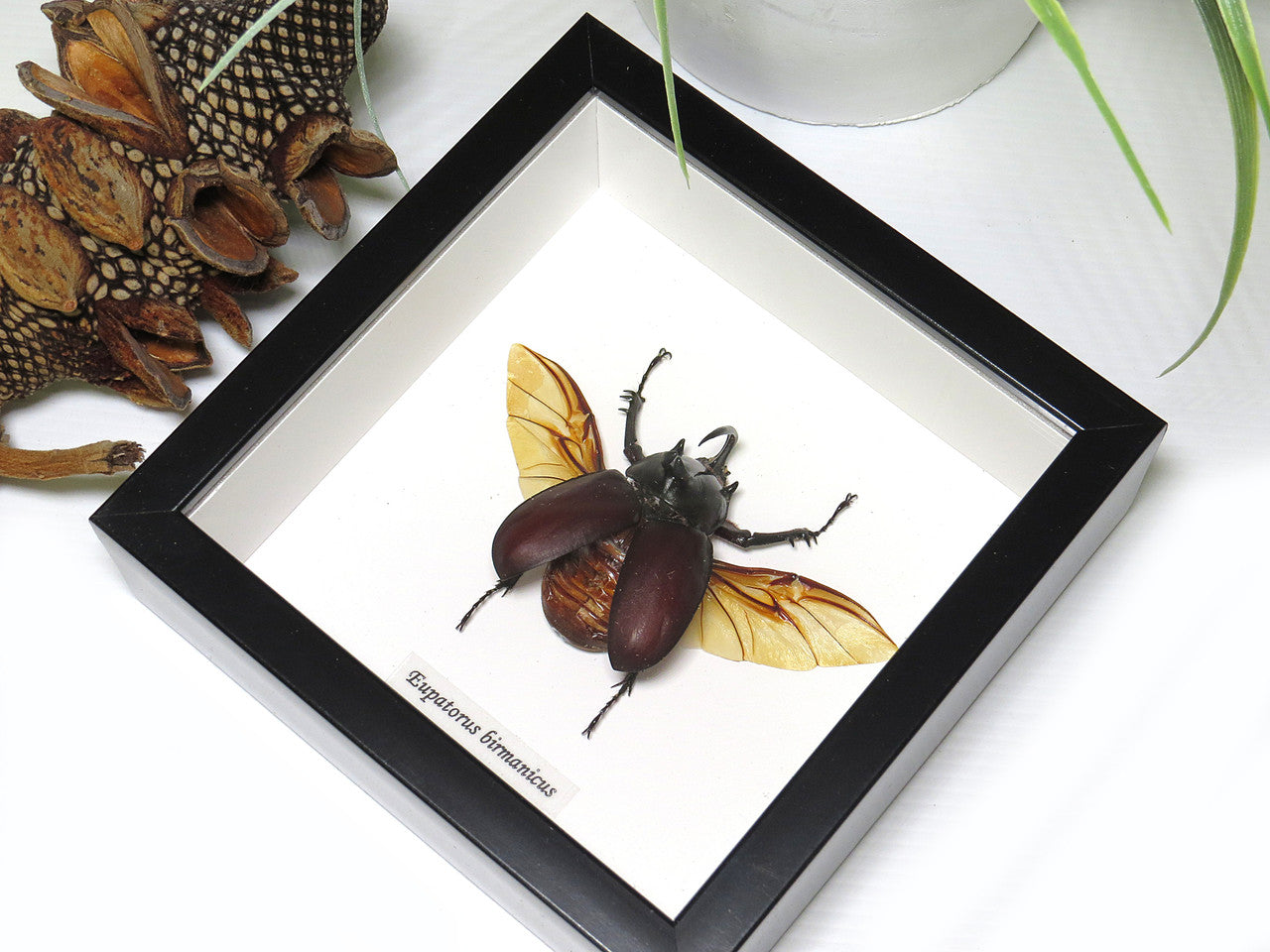 Eupatorus birmanicus