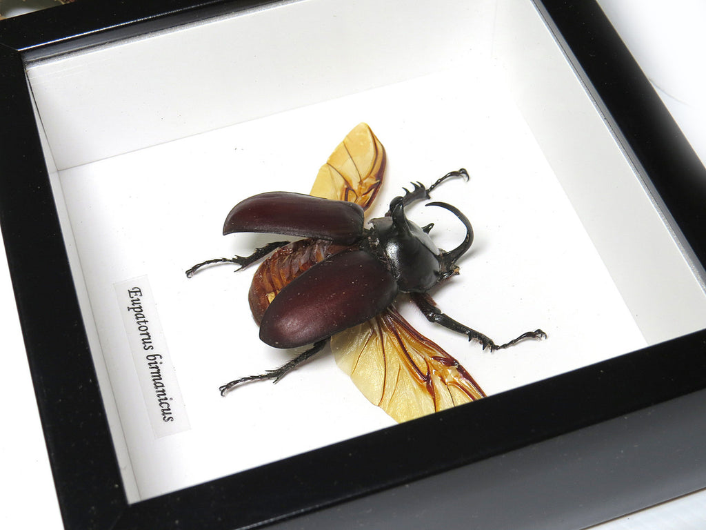 Eupatorus birmanicus