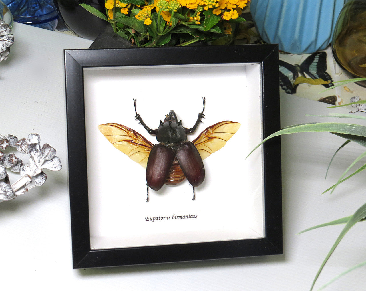 Eupatorus birmanicus
