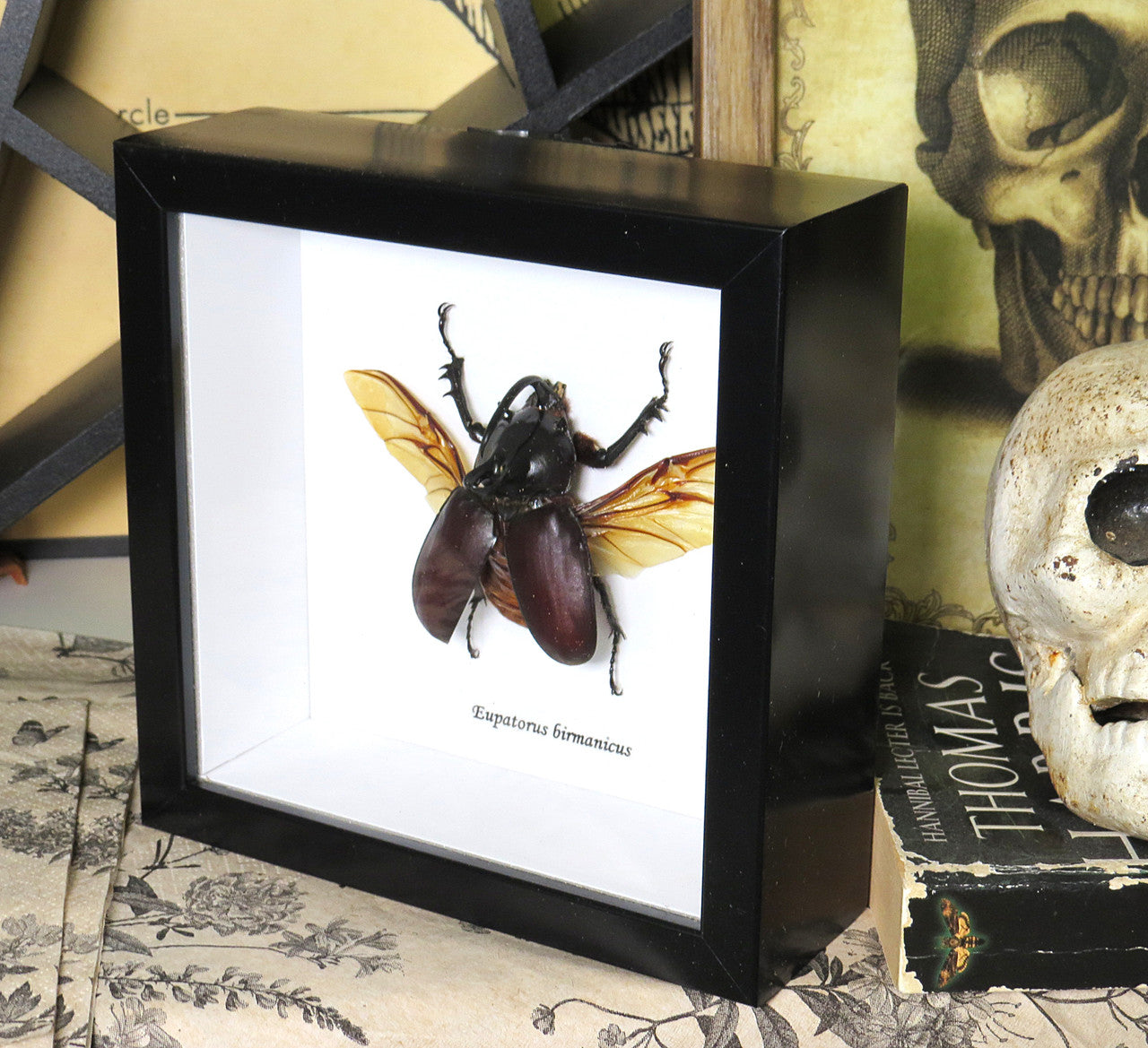 Eupatorus birmanicus