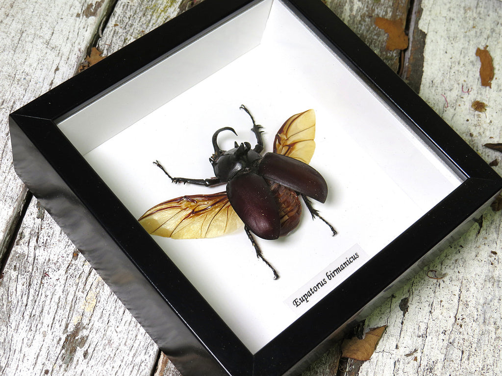 Eupatorus birmanicus