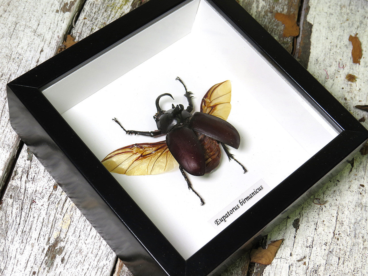 Eupatorus birmanicus