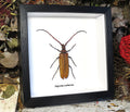 Aegosoma scabricorne