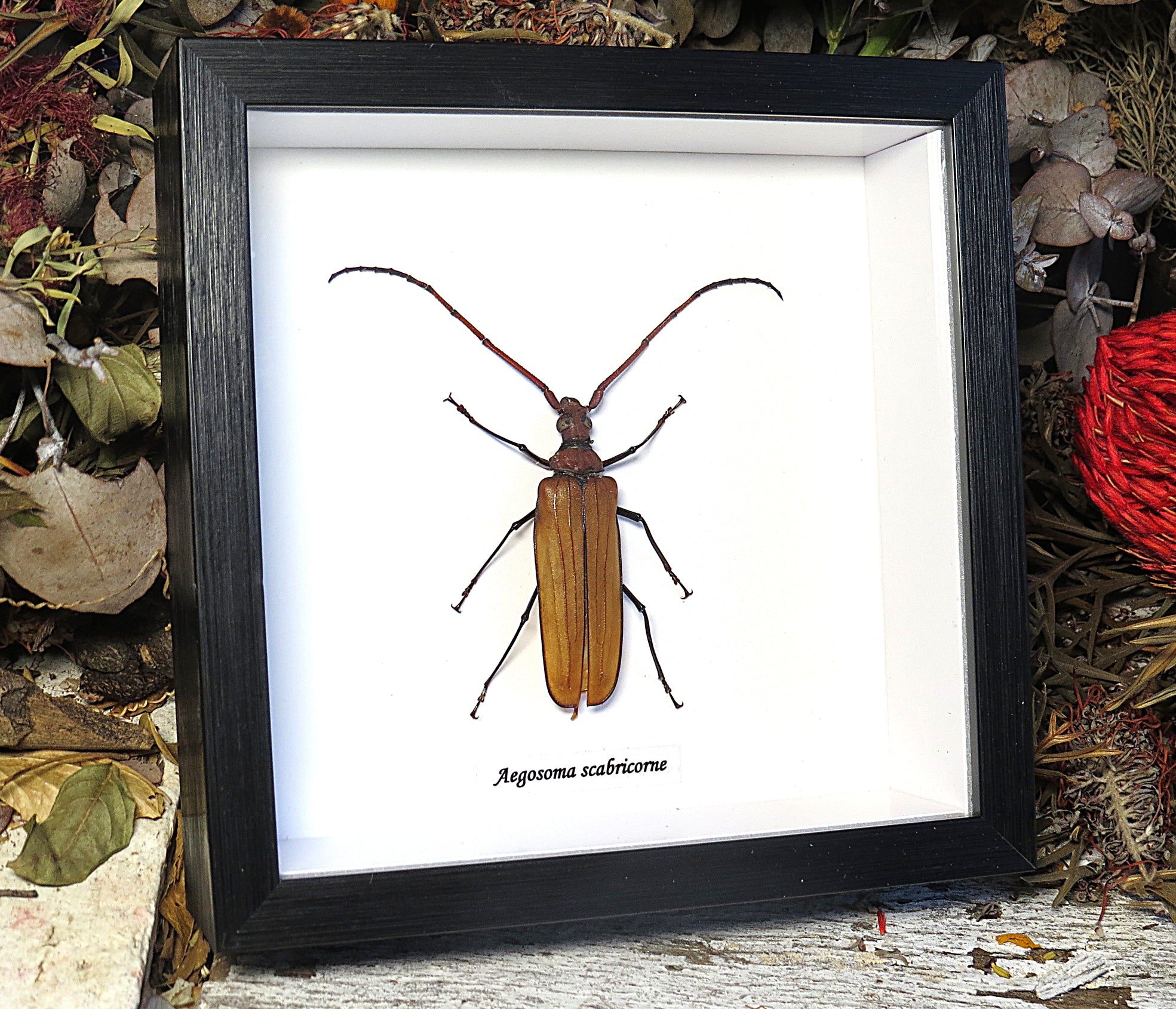 Aegosoma scabricorne