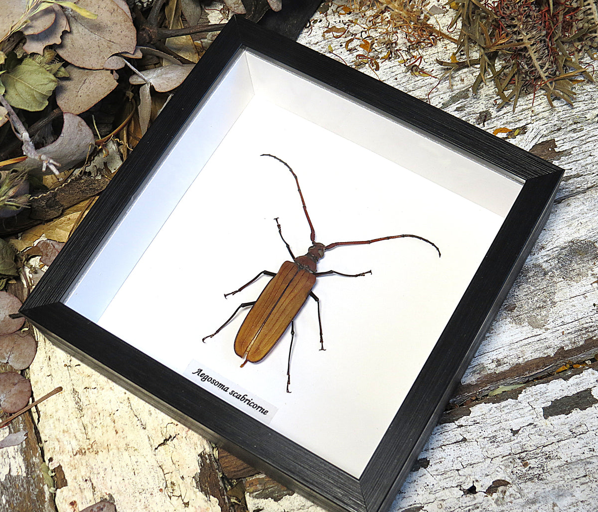 Aegosoma scabricorne