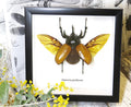 Eupatorus gracilicornis Rhinoceros beetle beetle insect taxidermy entomology bug