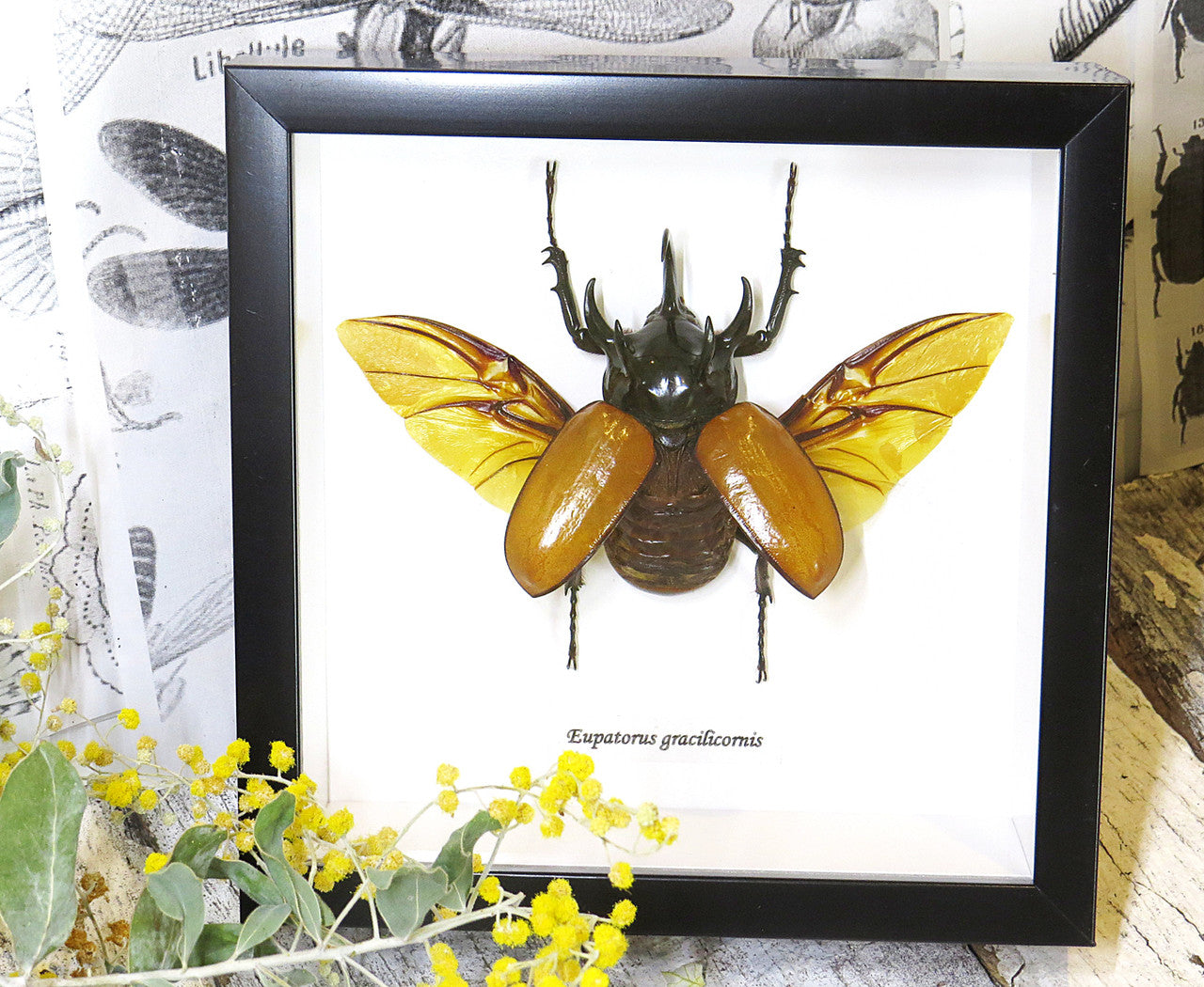 Eupatorus gracilicornis Rhinoceros beetle beetle insect taxidermy entomology bug 
