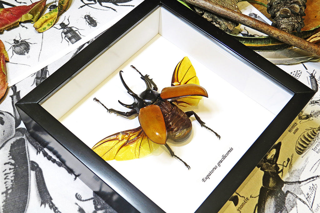 Eupatorus gracilicornis Rhinoceros beetle beetle insect taxidermy entomology bug