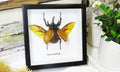 Eupatorus gracilicornis Rhinoceros beetle beetle insect taxidermy entomology bug