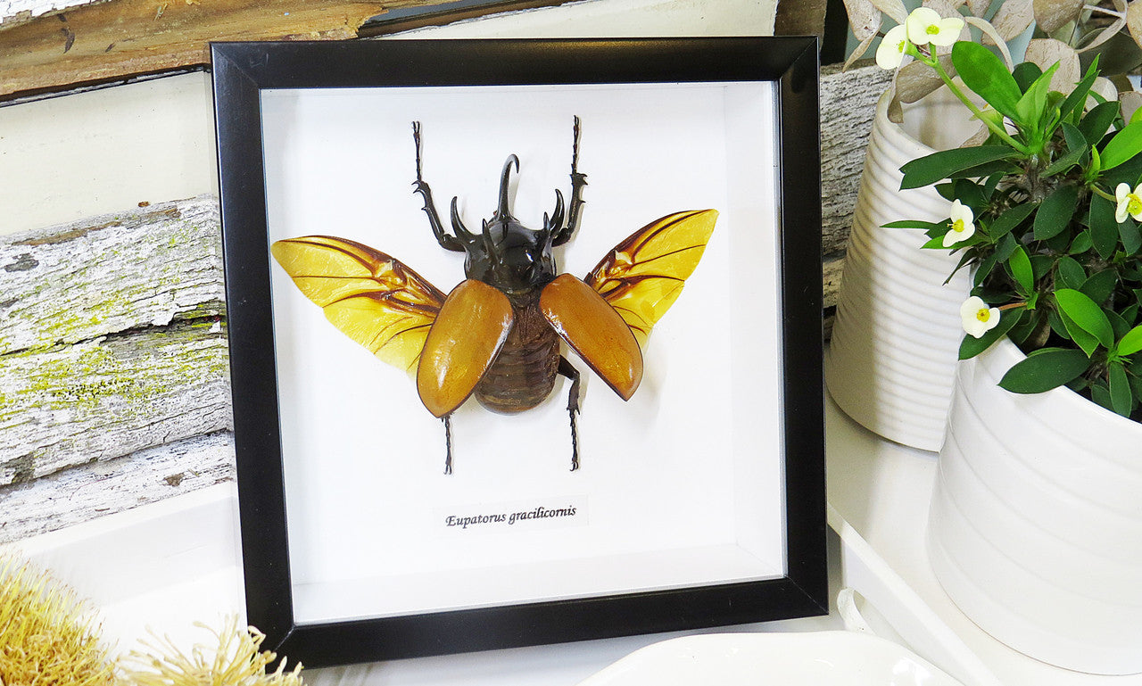 Eupatorus gracilicornis Rhinoceros beetle beetle insect taxidermy entomology bug