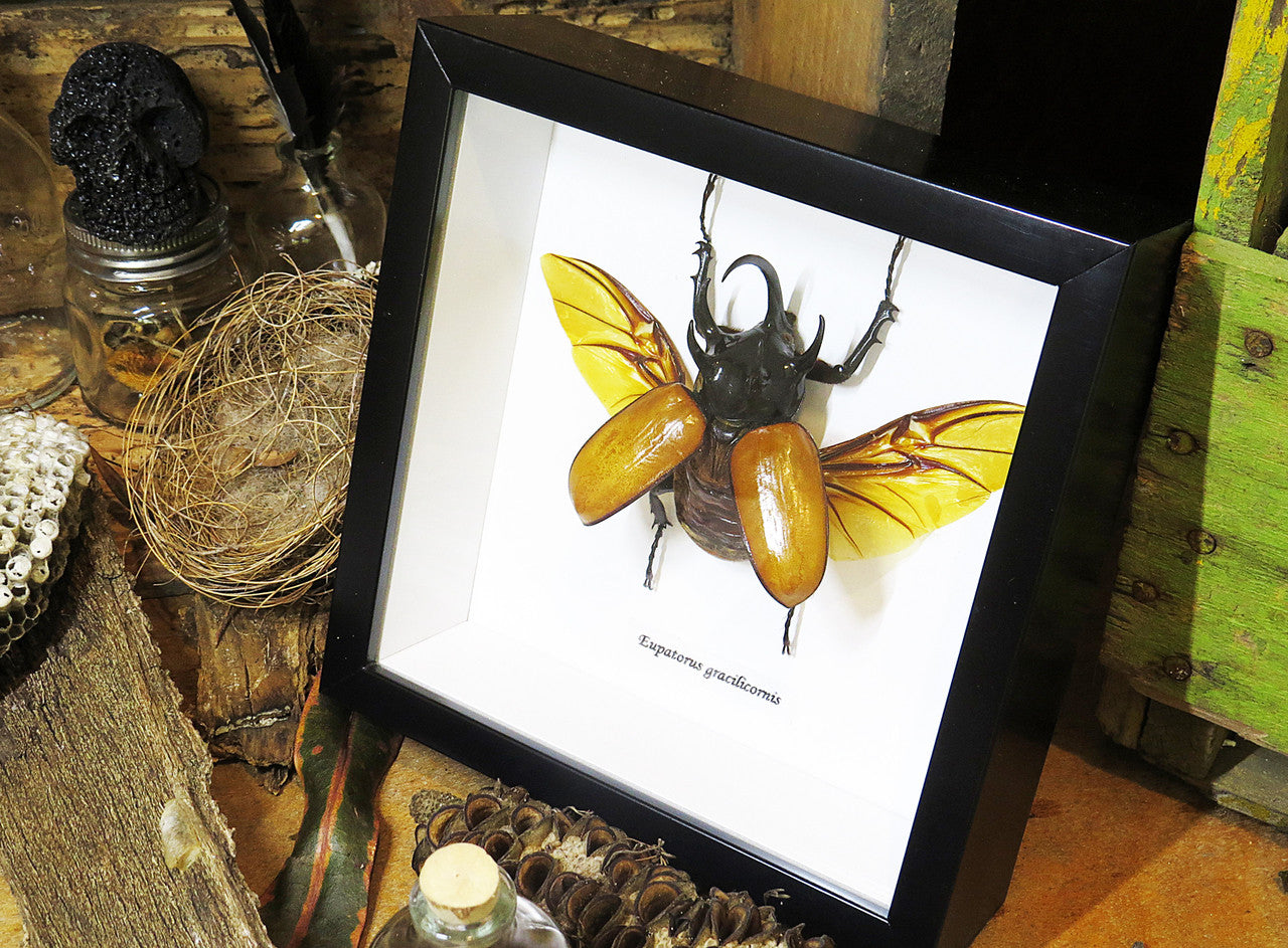 Eupatorus gracilicornis Rhinoceros beetle beetle insect taxidermy entomology bug