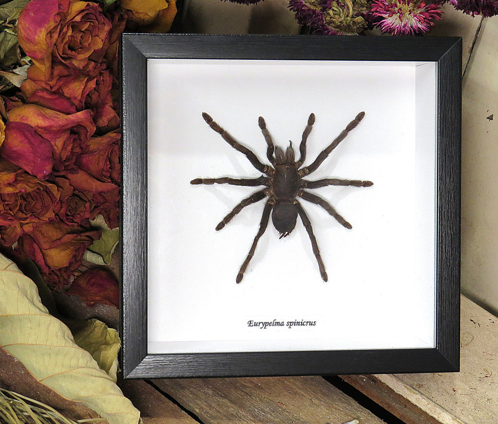 Eurypelma spinicrus