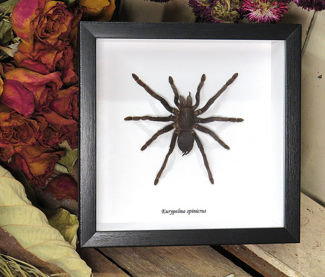 Eurypelma spinicrus