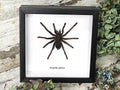 Eurypelma spinicrus