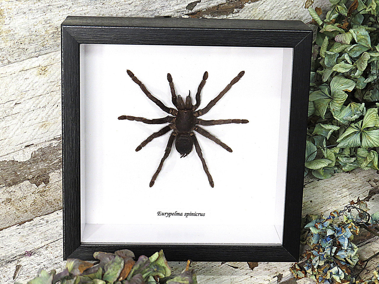 Eurypelma spinicrus