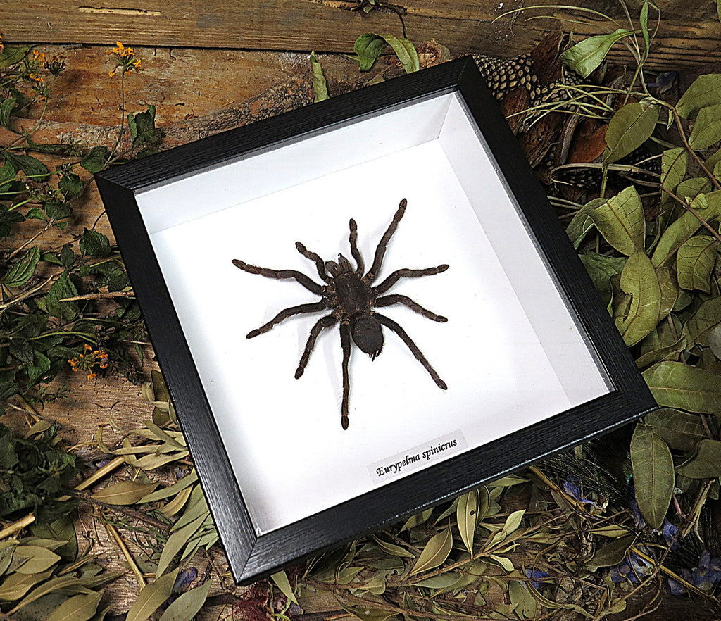 Eurypelma spinicrus