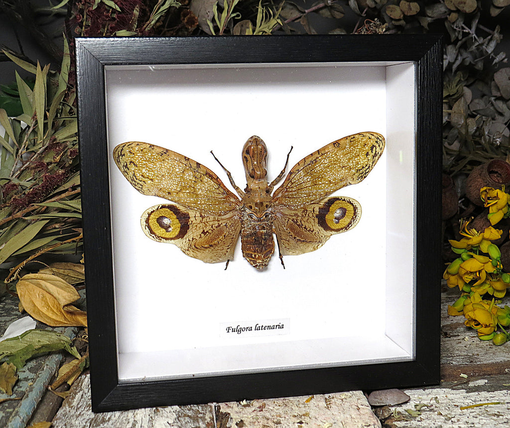 Fulgora laternaria