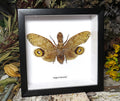 Fulgora laternaria