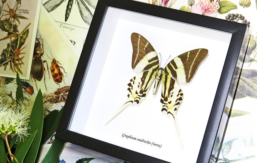 Graphium androcles