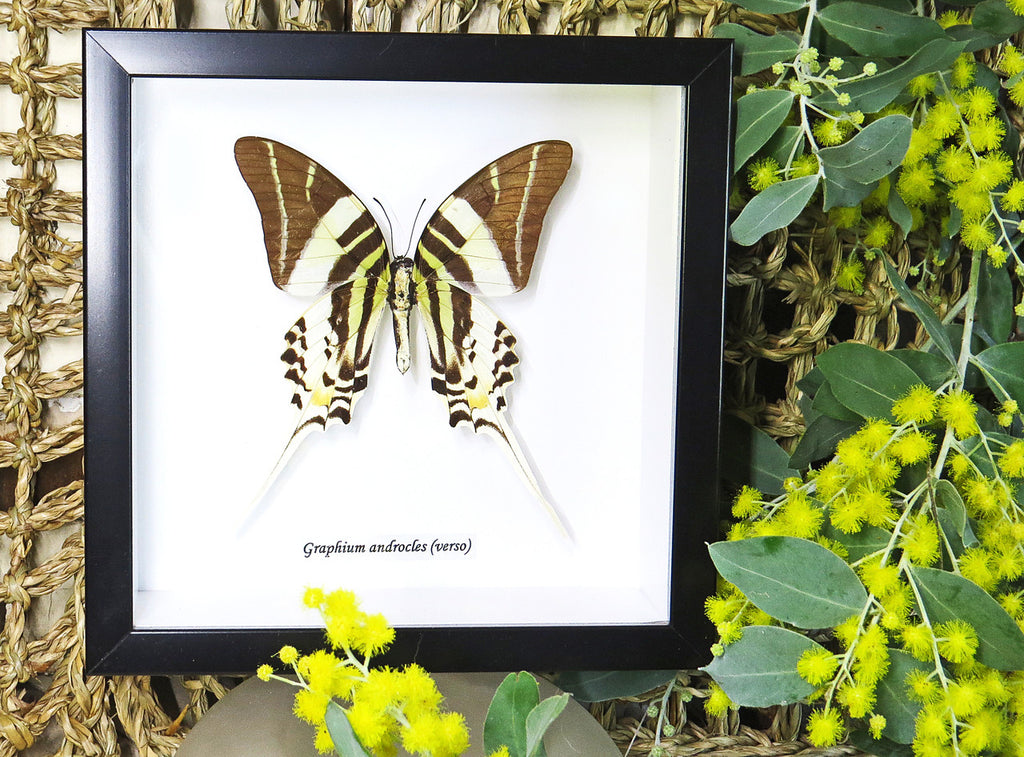 Graphium androcles