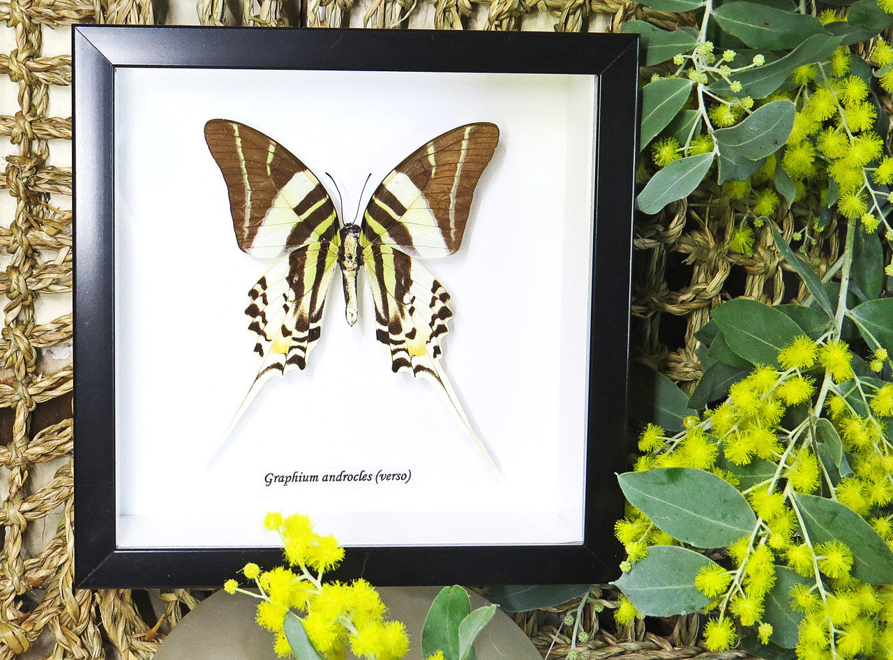Graphium androcles