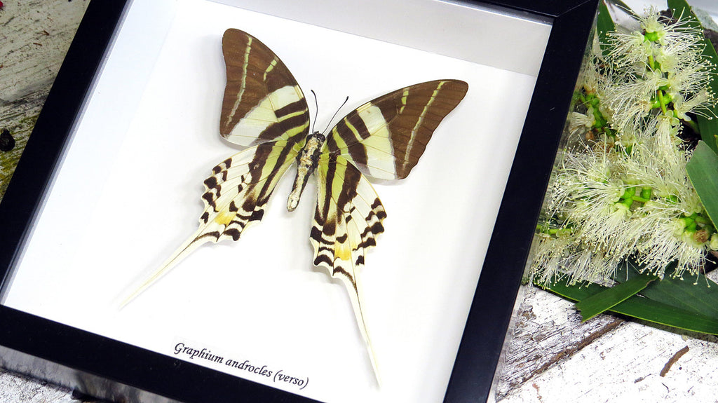 Graphium androcles