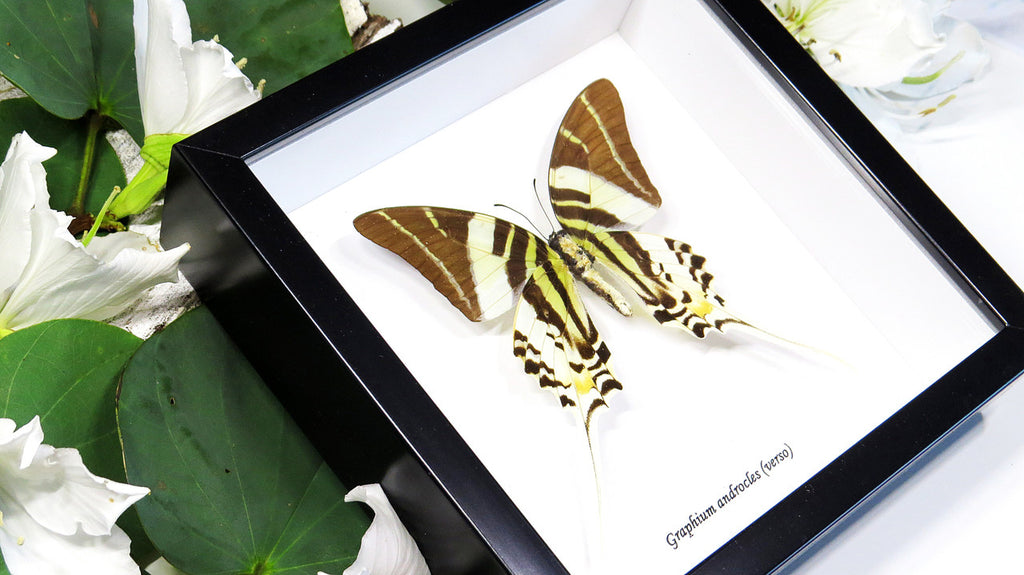 Graphium androcles