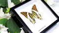 Graphium androcles