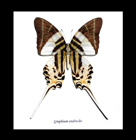 graphium androcles