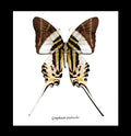 graphium androcles