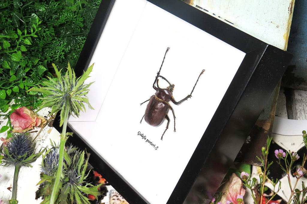 Real beetle Golofa porteri  Bits & Bugs 