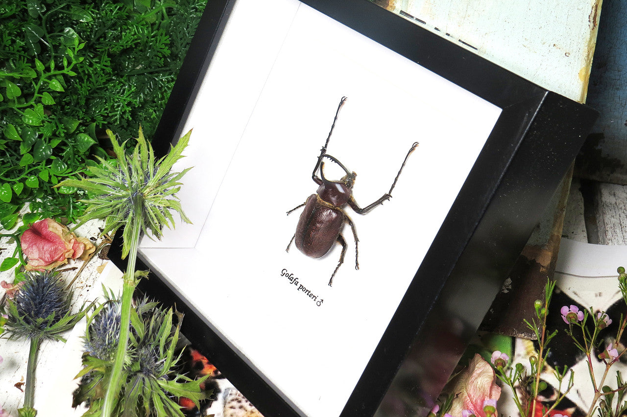 Real beetle Golofa porteri  Bits & Bugs 