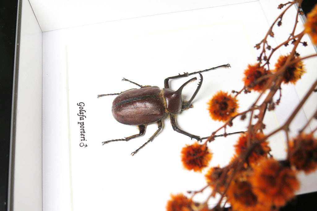 Real beetle Golofa porteri  Bits & Bugs 
