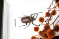 Real beetle Golofa porteri  Bits & Bugs 