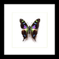 Butterfly species Graphium weiskei matt Bits&Bugs 