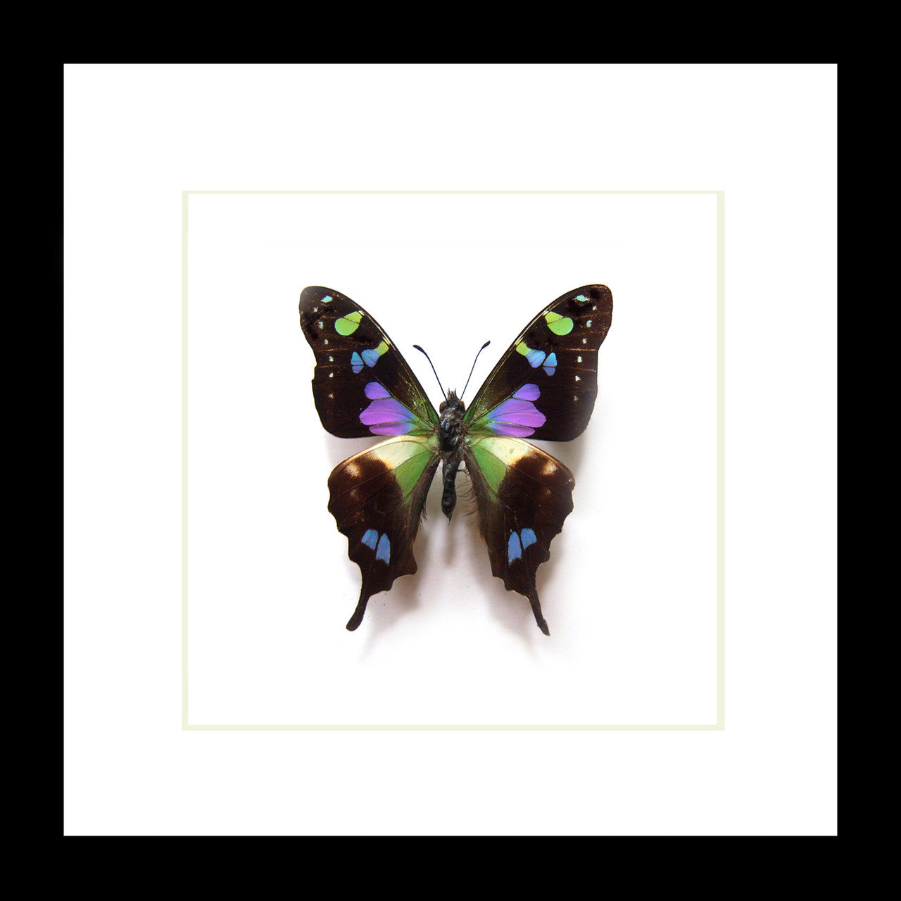 Butterfly species Graphium weiskei matt Bits&Bugs 
