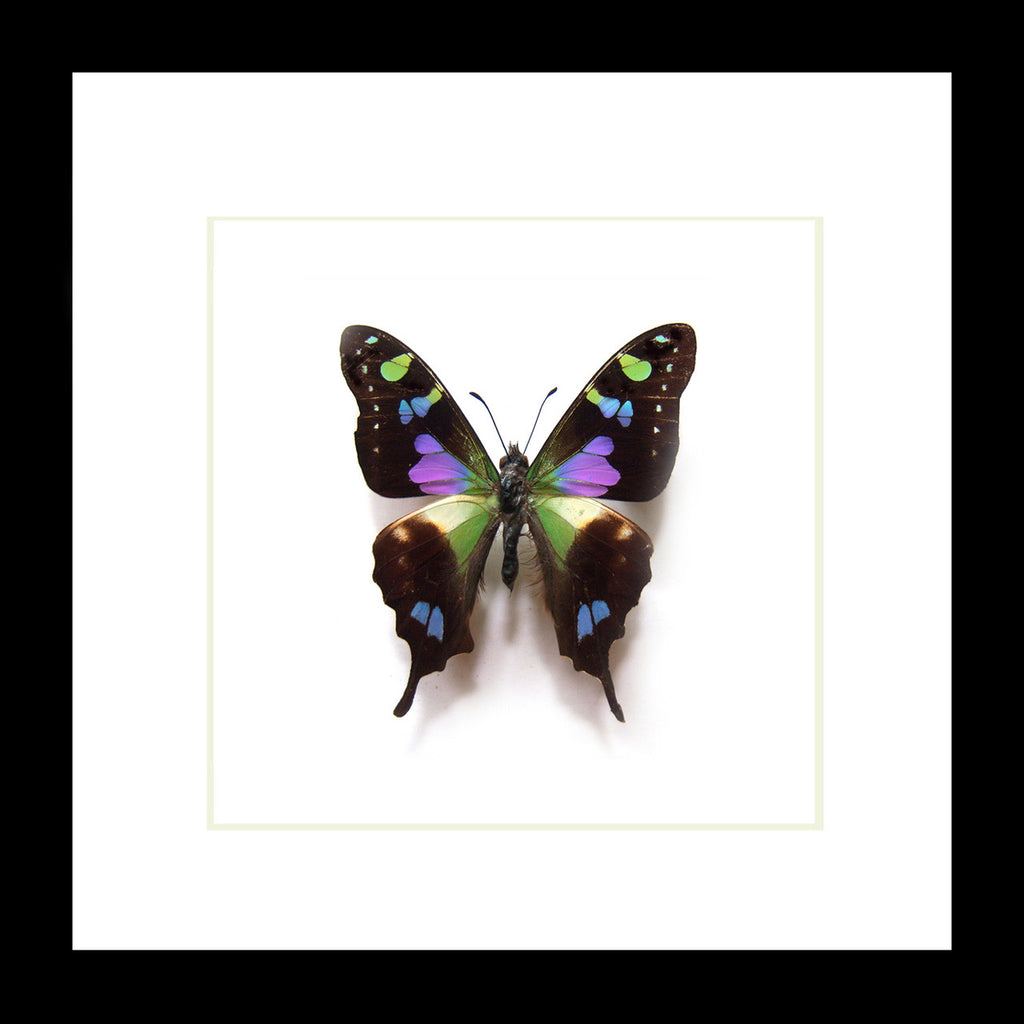 Butterfly species Graphium weiskei matt Bits&Bugs 