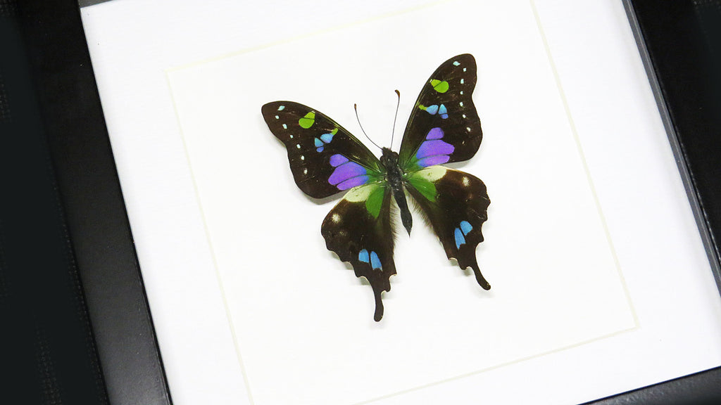 Butterfly species Graphium weiskei matt Bits&Bugs 