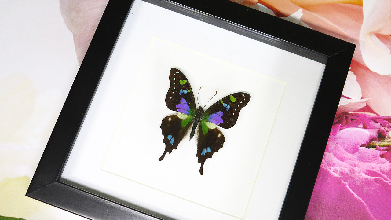 Butterfly species Graphium weiskei matt Bits&Bugs 
