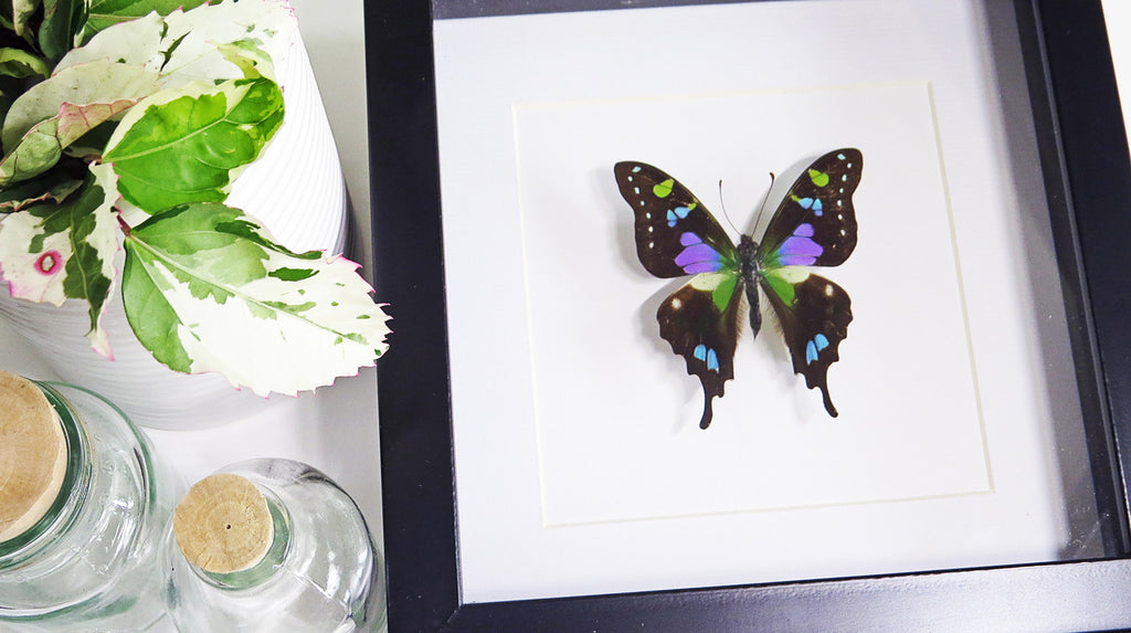 Butterfly species Graphium weiskei matt Bits&Bugs 