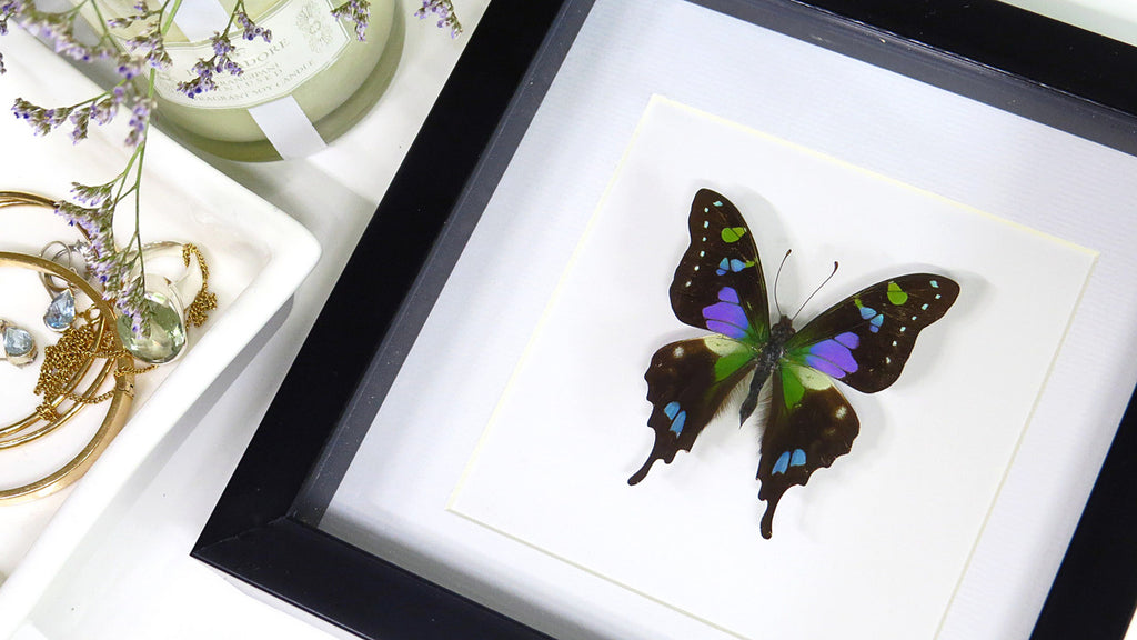 Butterfly species Graphium weiskei matt Bits&Bugs 