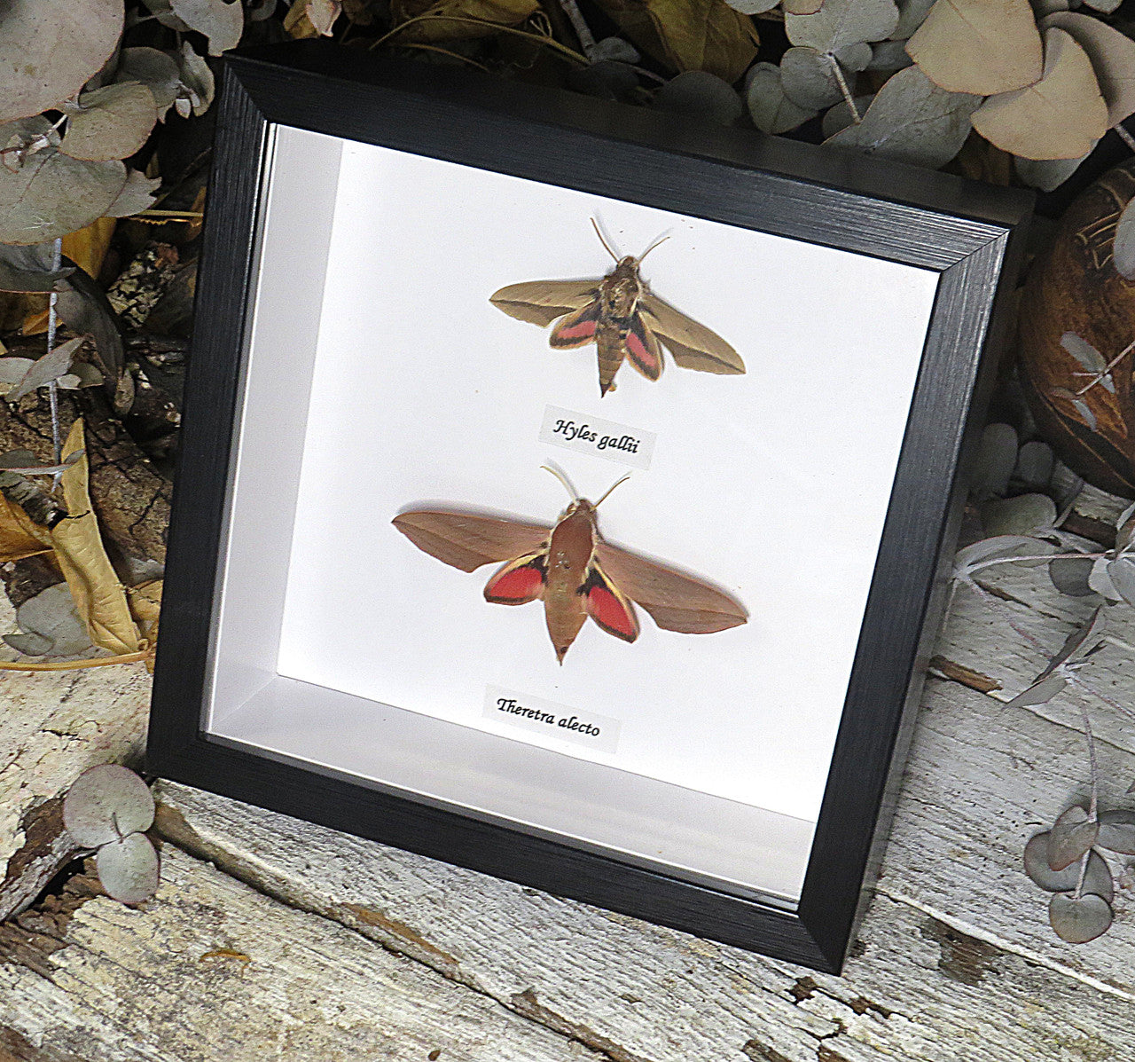hawk moth 