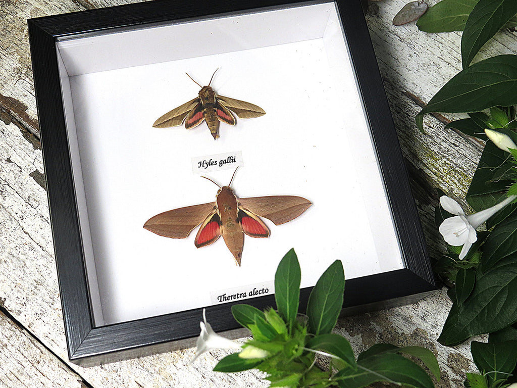 hawk moth