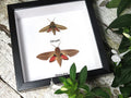 hawk moth
