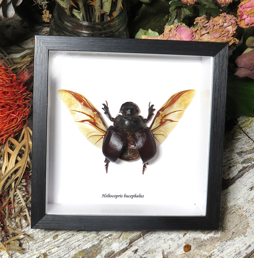 Heliocopris bucephalis