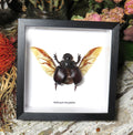 Heliocopris bucephalis