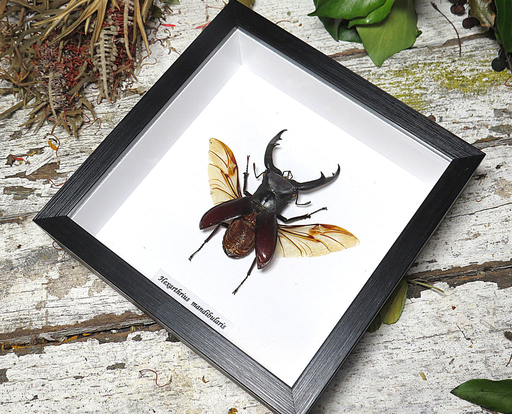 Hexarthrius mandibularis