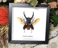 Hexarthrius mandibularis