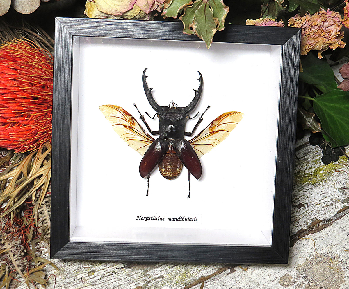 Hexarthrius mandibularis